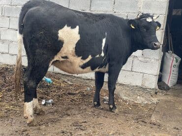 продаю в связи с переездом: Продаю | Корова (самка) | Для разведения, Для молока | Племенные, Стельные, Искусственник — 5