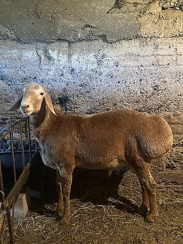 купить корову алатауской породы: Продаю | Ягненок | Арашан | На забой — 4