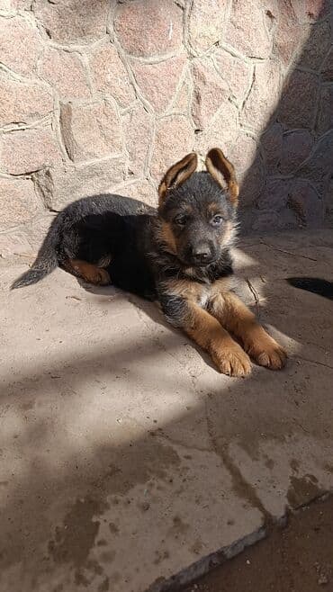 немецкая овчарка сколько стоит: Немецкая овчарка, 1 месяц, Самка, С прививкой, С родословной — 5