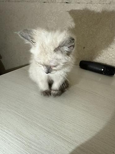 голубя: Котёнок окраса колор-пойнт (светлая шерсть с темными ушками, лапками и — 4