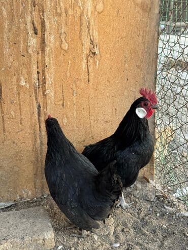 ящик почтовый: Продам пару карликов — 2