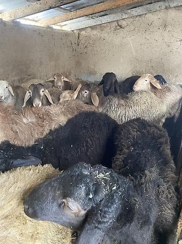 куплю бараны: Продаю | Баран (самец) | Гиссарская, Полукровка, Эдильбаевская | На забой, Для разведения | Осеменитель — 1