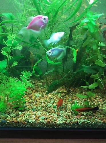 Үй жаныбарлары үчүн товарлар: Продаю аквариум полный комплект на 50 литров в комплект аквариума — 4