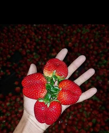 рассаду клубники купить: Рассада клубники (садовой земляники) в кассетах -Альбион сорт 1штук — 7