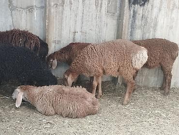 Продаю | Баран (самец) | На забой at lalafo.kg Продаю | Баран (самец) | На забой
