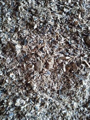 собаки рынок в бишкеке цены: Продаю рыбную муку два вида Российская и Казахстанская подсолнечный — 6