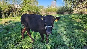 рыбы купить: Продаю | Корова (самка) | Для молока | После отела — 2