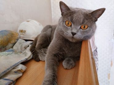 Вязка кошек: Кошка даром: Беспородная, 5 месяцев, Мальчик, С прививками, Кастрирована, Приучена к лотку — 3