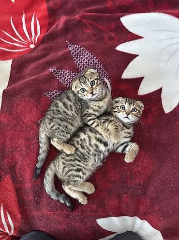 кошка бишкек: Котята бенгальские вислоухие. 2 девочки и 1 мальчик. папа бенгал, мама — 4