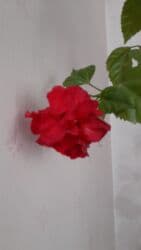 Китайская роза, цветёт. 1,5 метра с горшком at lalafo.kg Китайская роза, цветёт. 1,5 метра с горшком