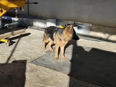 мал айдана ит керек: Немецкая овчарка (щенок/подросток) Описание: - Окрас: классический — 8