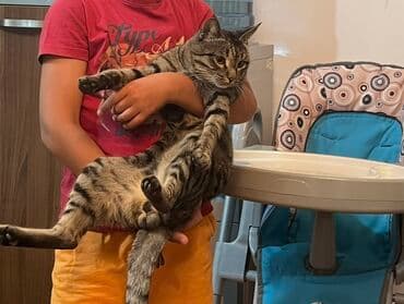 Кошка даром: Беспородная, 5 лет, Мальчик