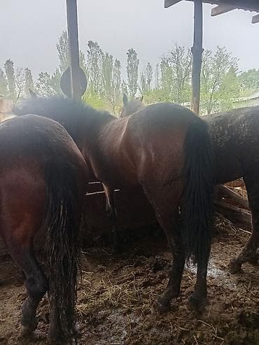 Продаю | Кобыла (самка) | На забой