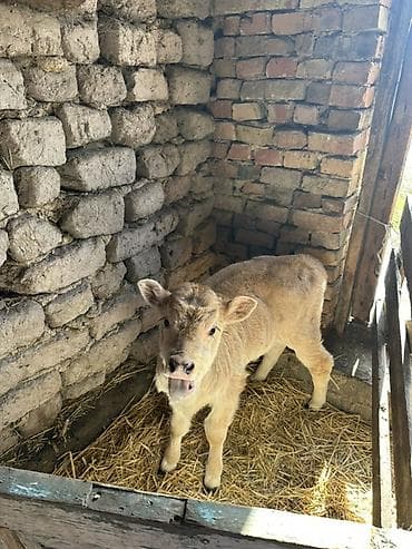 уй корова: Продаю | Музоо, торпок | На откорм — 3