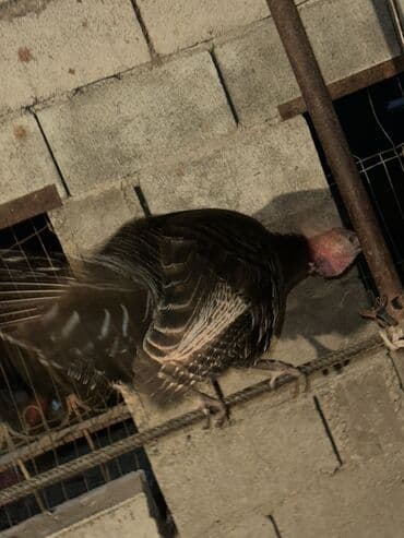 кошка скотиш: Продаю | Индюк (самец) | Для разведения | Племенные — 7