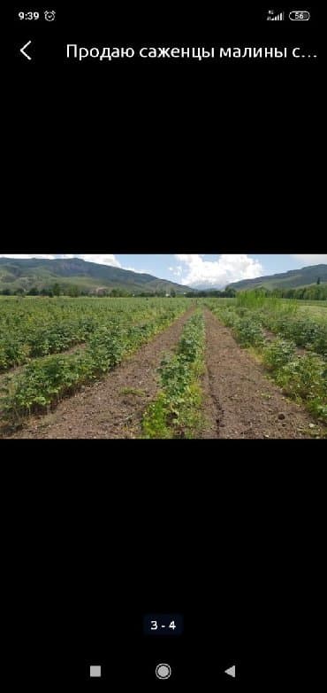 malina.kg продажа малины оптом в бишкеке новопокровка фото: Продаю саженцы Долго играющей сорт малины морозостойкие, крупные, Не — 2