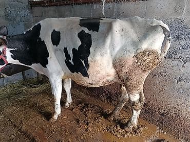 срочно продаю корову: Продаю | Корова (самка) — 3