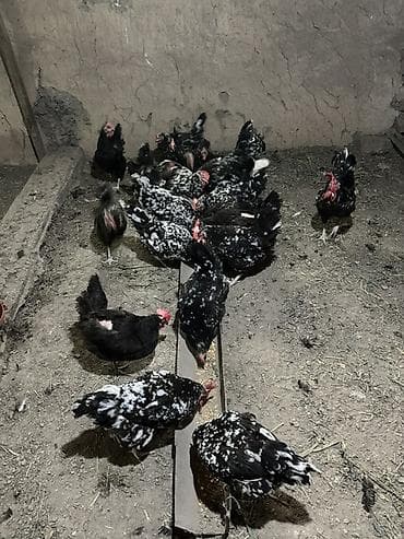 Үй жаныбарлары: Сатам | Тооктор | Көбөйтүү үчүн — 4