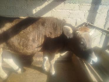 Птицы: Продаю | Бык (самец) | На откорм — 4