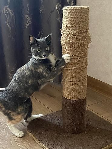 ПЕРЕДЕРЖКА. Уезжаете и не знаете, с кем оставить котика? Найдется — 2