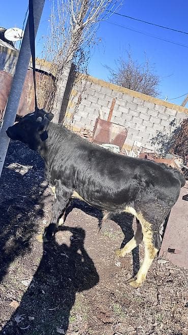 кукуруза сорт маями: Продаю | Бык (самец) | Ангус | На откорм, На забой, Для разведения | Племенные — 4