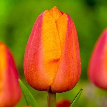 Луковицы цветка: Тюльпаны
