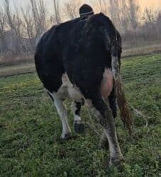 наполнитель для животных: Продаю | Тёлка | Голштин — 4