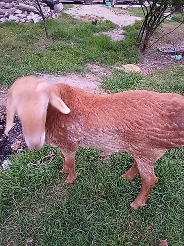 Продаю | Баран (самец) | Эдильбаевская | Для разведения | Племенные — 5