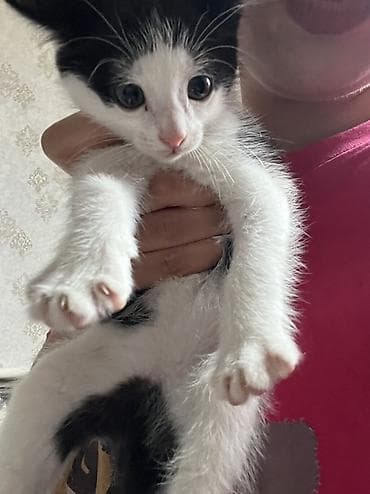 кошке: 2 месяца, Девочка, С прививками — 4