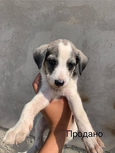 игрушки кошек: Тайган, 2 месяца, Самец, С родословной — 5