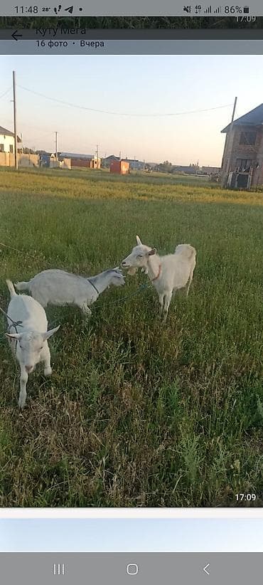 Продаю | Коза (самка) | Зааненская | Для разведения | Племенные at lalafo.kg Продаю | Коза (самка) | Зааненская | Для разведения | Племенные
