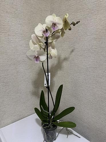 орхидея цена: Орхидеи сортовые в наличии.Биг липы,каменная роза,ароматная орхидея — 6