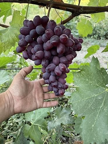 Виноград В розницу at lalafo.kg Виноград В розницу