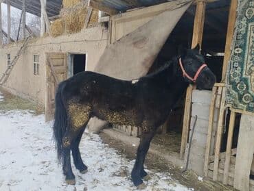 аренда конь: Продаю | Жеребец, Жеребенок | Кара Жорго | Конный спорт — 3