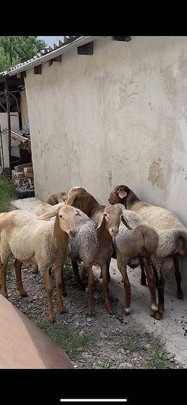 баранина живой: Продаю | Ягненок — 1