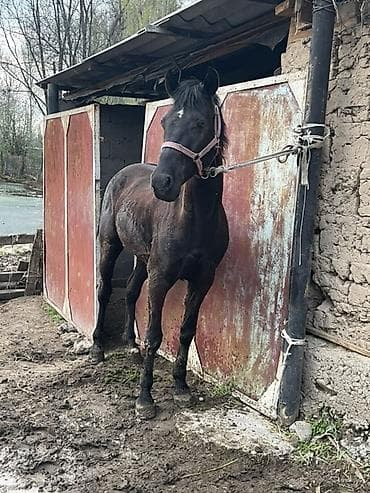 животные собаки: Продаю | Жеребец | Английская | Рабочий, Конный спорт — 6