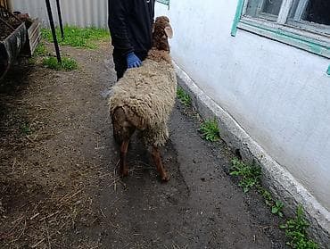 собаки в бишкеке бесплатно: Продаю | Овца (самка), Ягненок, Баран (самец) | На забой — 4