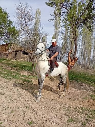 купить кошку манчкин: Продаю | Жеребец | Рабочий, Конный спорт — 1