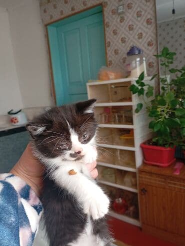 котята мейкун: Котята черно-белого окраса с яркими белыми отметинами и — 7