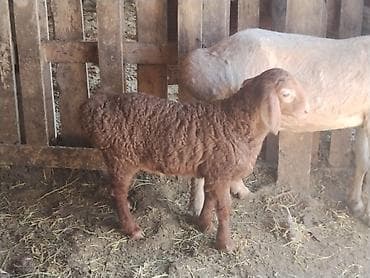 птицы брама: Продаю | Овца (самка), Ягненок | Арашан | Для разведения | Матка — 4