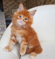 мейн кун бишкек 😺 питомник lyubushka 🐈 купить котенка 🐾 цена фото: Мейн-кун, 2 айлык, Эркек, Кызыл — 1