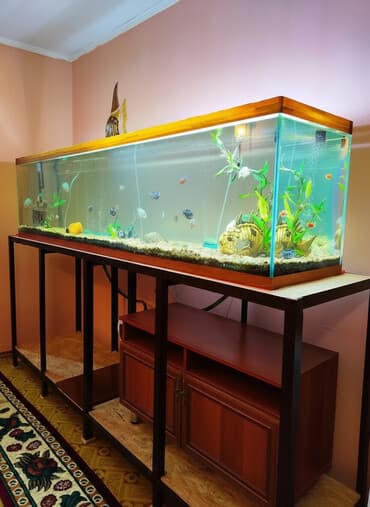 большой аквариум: СРОЧНО. торг есть. Продам аквариум 2.5 метр длина, полный комплект — 1