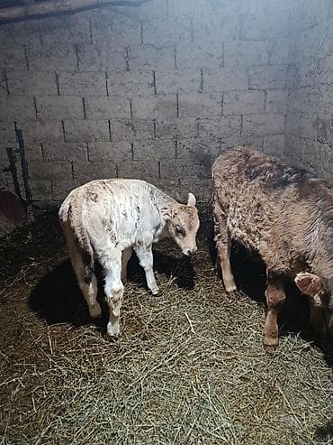 Продаю | Тёлка | Полукровка | На откорм