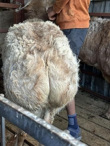 арабский лошади: Продаю | Баран (самец) | Арашан — 4