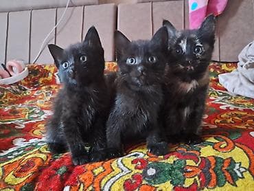возьму котят: Беспородная, 2 месяца, Девочка, Черный, Приучена к лотку — 1