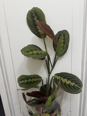 растения комнатные: Пальмы(Хомедория),замиокулькасы(доллар) Зензи,черный доллар,зеленый — 3