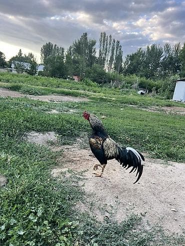 Животные: Продаю | Петух | Бойцовая, Дакан | Для разведения — 3