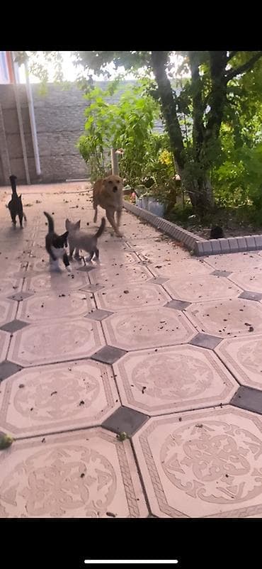 животные кошки: Котята домашние, разные окрасы - Возраст: примерно 2 месяца - Окрасы — 1