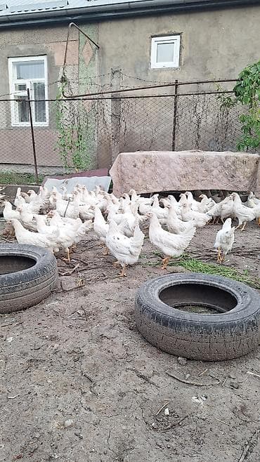 несушка несушки: Продаю | Куры | Для разведения, Несушки — 2