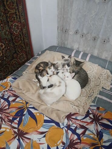 бассейн с шарами: Отдам котят в хорошие руки 4 по 1,5 месаца и 4 по 2,5 месаца. Только в — 10